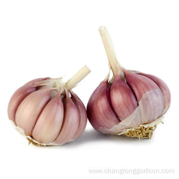 Export Red Chinese Garlic Vegetable Price